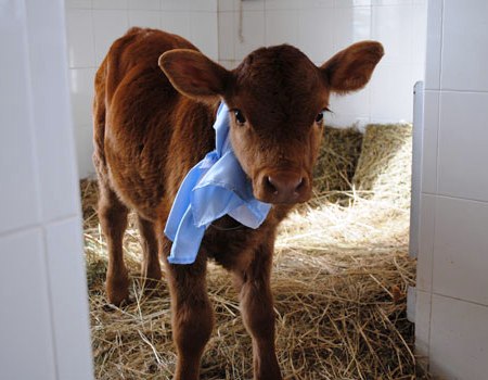 La vaca clonada llamada Rosita