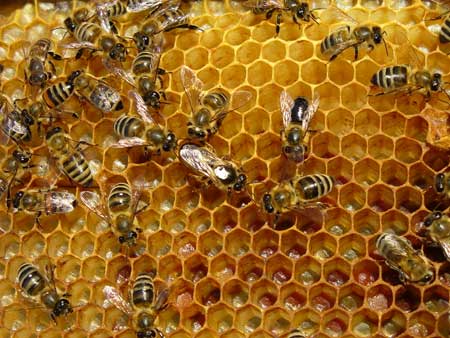 Einstein estaba en lo cierto con las abejas