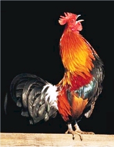 El gallo