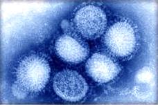 La gripe A/H1N1