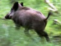 Jabal�es radioactivo