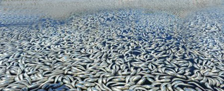 Millones de sardinas amanecen muertas