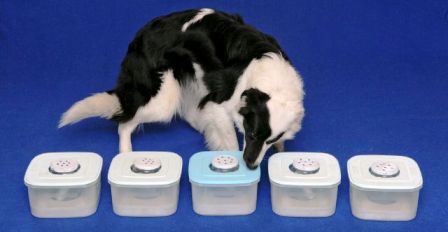 Los perros pueden detectar el c�ncer