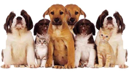 Voluntarios ateos se har�n cargo de las mascotas despu�s del rapto