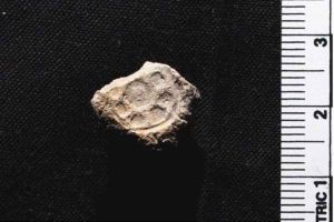 Pedazo de arcilla demuestra historia de Navidad